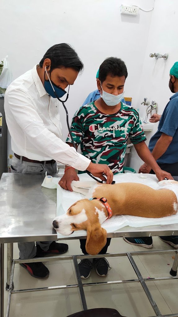 Veterinary services for pets in Noida