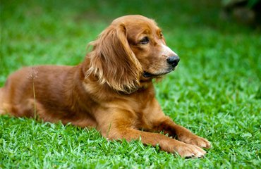 Dog ready for balanced food plan