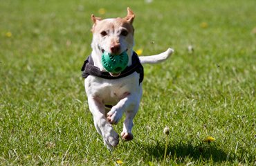 Pet accessories in store